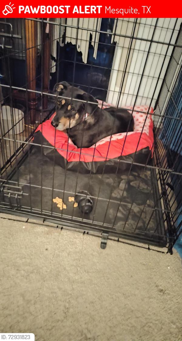 Lost Female Dog last seen Royal Crest, Mesquite, TX 75149