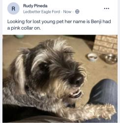 Lost Female Dog last seen JC Center Park, Dallas, TX 75212