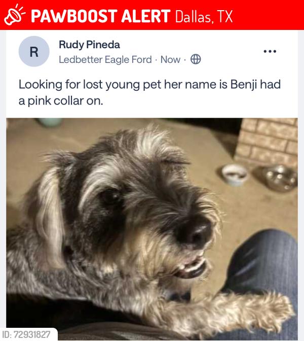 Lost Female Dog last seen JC Center Park, Dallas, TX 75212