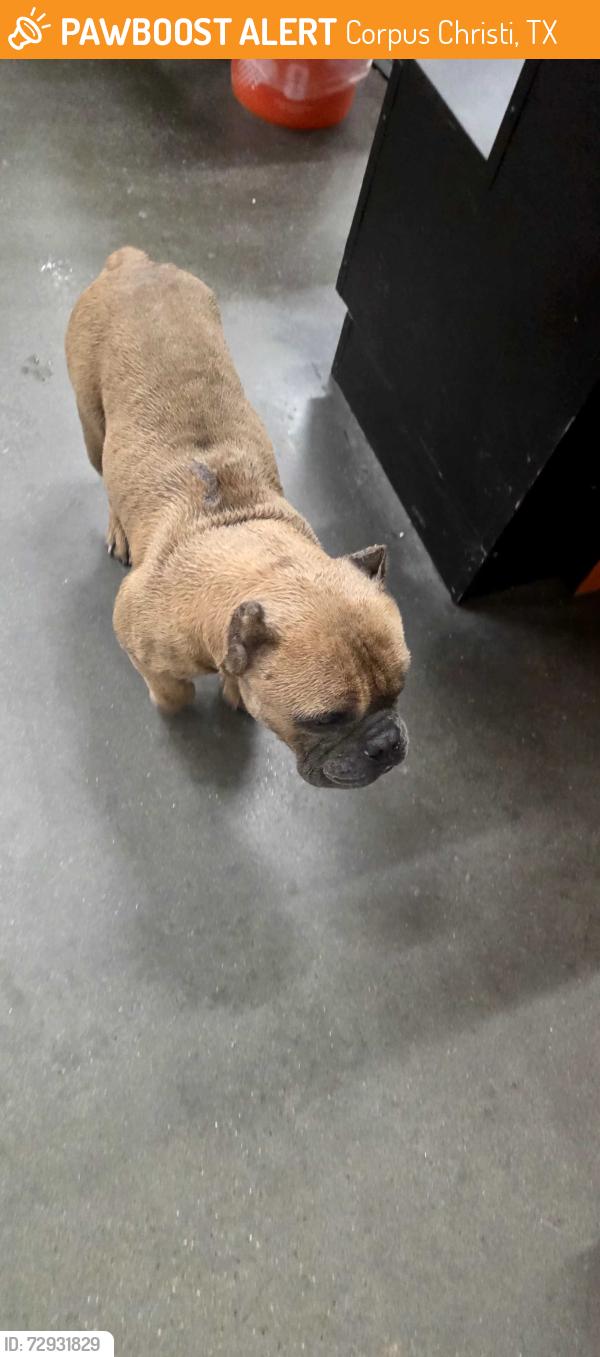 Found/Stray Unknown Dog last seen Port ayers and horne , Corpus Christi, TX 78415