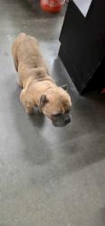 Found/Stray Unknown Dog last seen Port ayers and horne , Corpus Christi, TX 78415