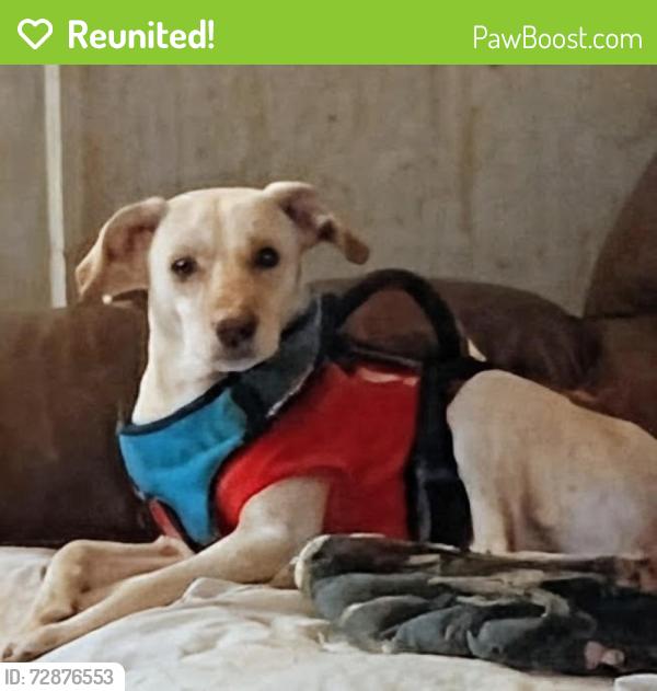 Reunited Male Dog last seen Wise ave Campbell Ave SE , Roanoke, VA 24013
