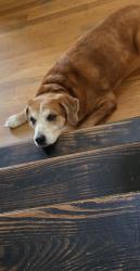 Reunited Female Dog last seen Courthouse Road Starbucks, Richmond, VA 23236