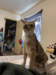 Lost Female Cat last seen 15th st riviera Beach , Riviera Beach, FL 33404