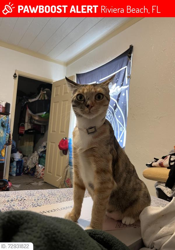 Lost Female Cat last seen 15th st riviera Beach , Riviera Beach, FL 33404