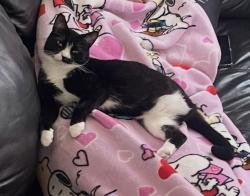 Lost Female Cat last seen Anthony’s on the BLVD, Cape Coral, FL 33990