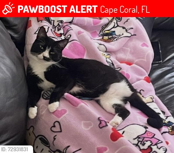 Lost Female Cat last seen Anthony’s on the BLVD, Cape Coral, FL 33990