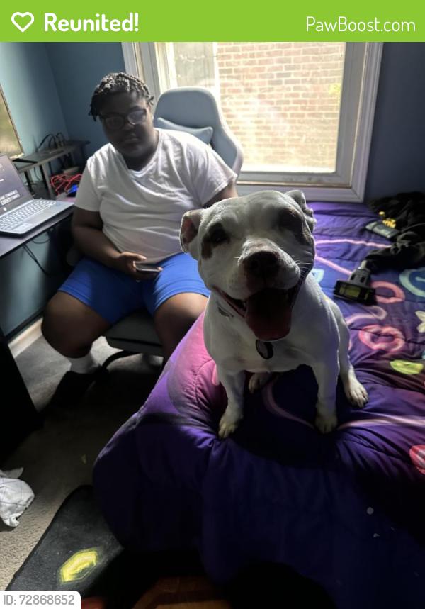 Reunited Female Dog last seen Abington and Glendale , Detroit, MI 48227