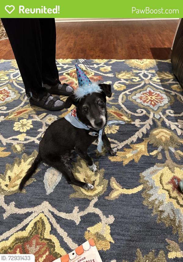 Reunited Male Dog last seen Near Lone Tree, Boerne, TX 78006, USA, Boerne, TX 78006