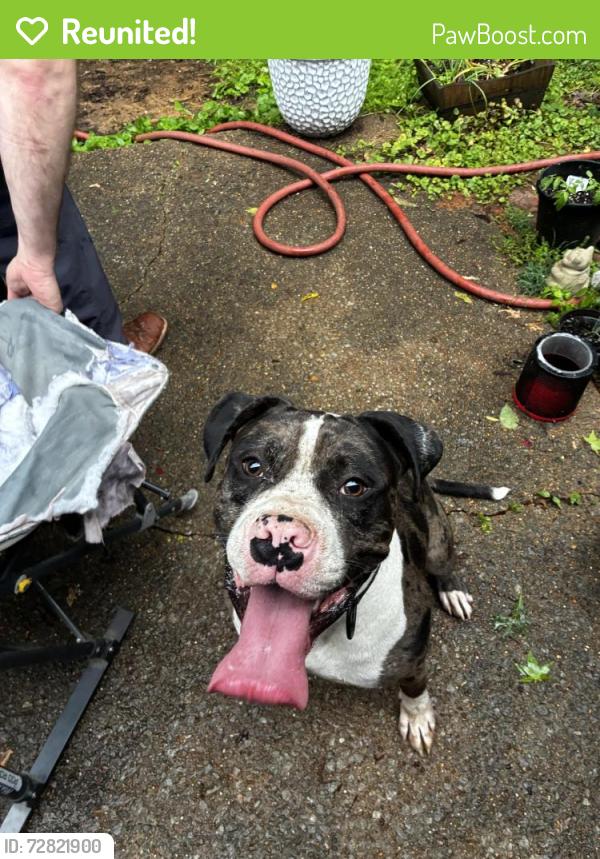 Reunited Male Dog last seen Trinity rd & walnut bend Cordova , Memphis, TN 38018