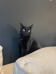 Reunited Female Cat last seen Catford , Greater London, England SE6 3JH