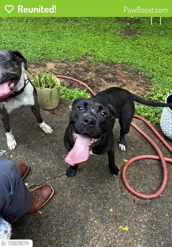 Reunited Female Dog last seen Trinity rd & walnut bend Cordova , Memphis, TN 38018
