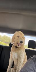 Reunited Male Dog last seen Mount Vernon Rd. , Gainesville, GA 30506