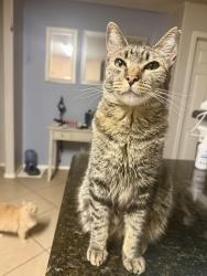 Reunited Female Cat last seen Mccoll and East Daffodil, McAllen, TX 78501