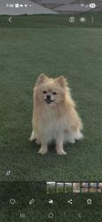 Reunited Male Dog last seen Near n goldenview ln , Marana, AZ 85653