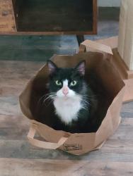 Lost Male Cat last seen None, Leon County, FL 32305