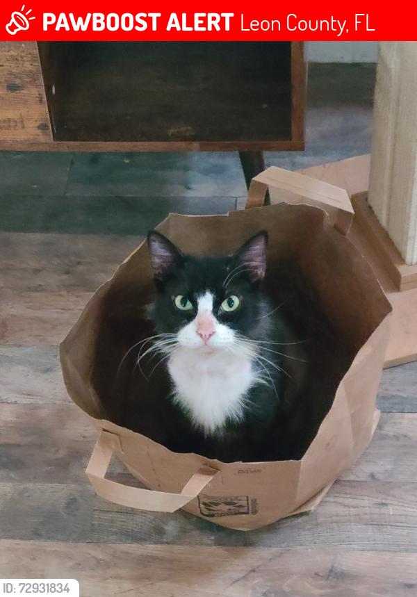 Lost Male Cat last seen None, Leon County, FL 32305