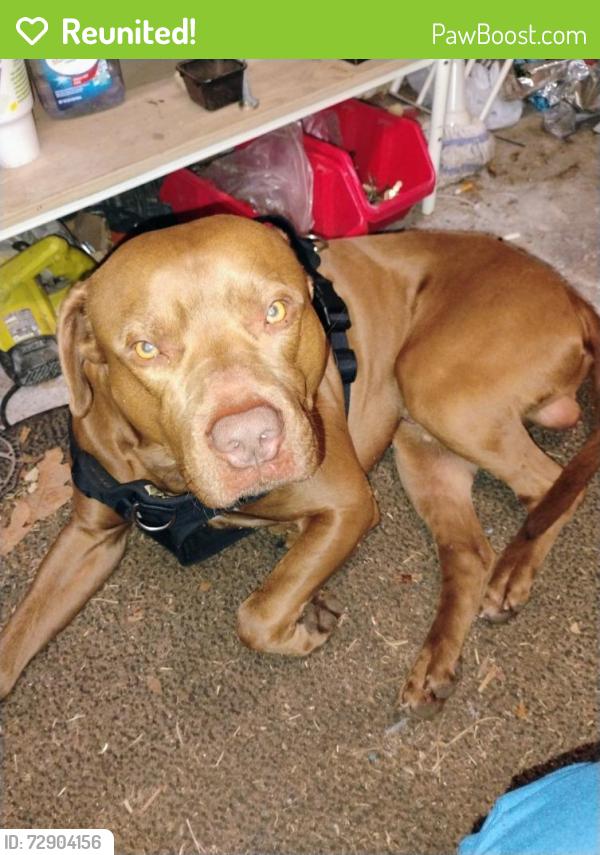 Reunited Male Dog last seen Oak knol Dr and Belknap Rd, Fort Worth, TX 76117