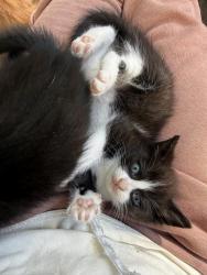 Lost Unknown Cat last seen electra blvd, Murray County, GA 30705