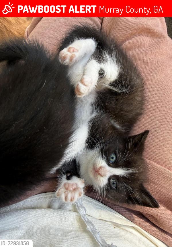 Lost Unknown Cat last seen electra blvd, Murray County, GA 30705