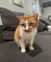 Reunited Female Cat last seen Near Redstart St, Houston, TX 77096, USA, Houston, TX 77096