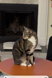 Lost Female Cat last seen Peral  /22 nd st, Santa Monica, CA 90405
