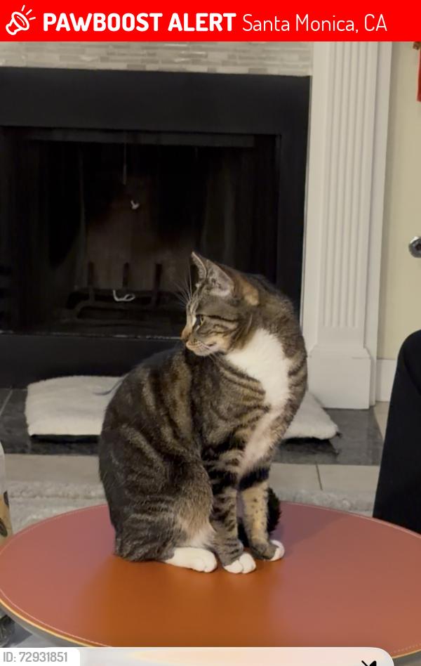 Lost Female Cat last seen Peral  /22 nd st, Santa Monica, CA 90405