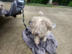 Found/Stray Unknown Dog last seen Sedgefield Lakes neighborhood , Greensboro, NC 27407