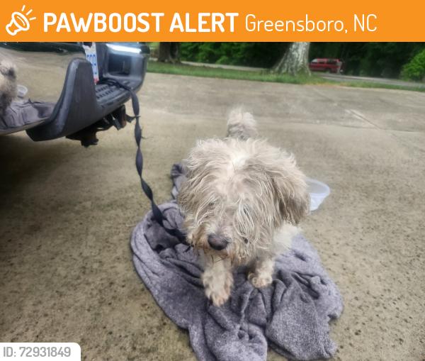 Found/Stray Unknown Dog last seen Sedgefield Lakes neighborhood , Greensboro, NC 27407