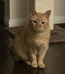 Reunited Male Cat last seen Jewel Point Dr, Spring, TX 77386