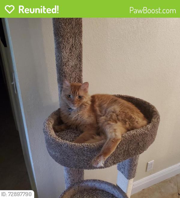Reunited Male Cat last seen 145th ave. & Sw 16th St, Davie, FL 33325