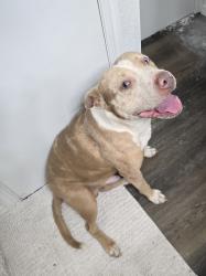 Reunited Male Dog last seen Heritage Park, Harrah, OK 73045