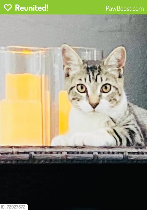 Reunited Male Cat last seen andrews and flying l drive, Fort Lauderdale, FL 33305