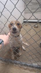Found/Stray Male Dog last seen Behind Rosehill Cemetery, Tulsa, OK 74115