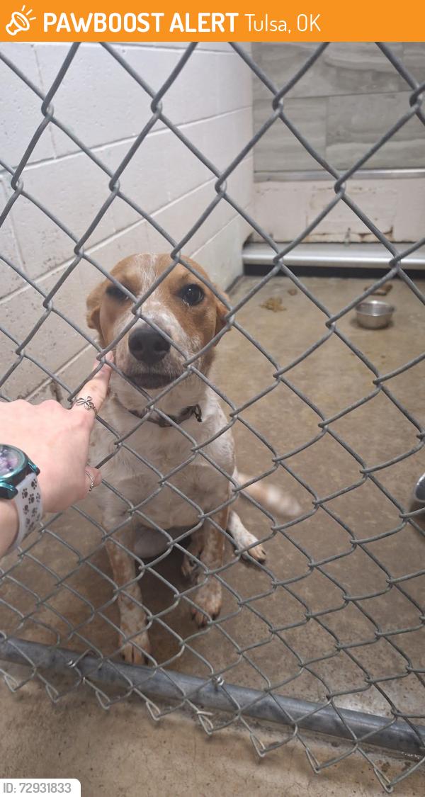 Found/Stray Male Dog last seen Behind Rosehill Cemetery, Tulsa, OK 74115