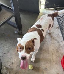 Found/Stray Female Dog last seen Brough Road, Elkton, FL 32033