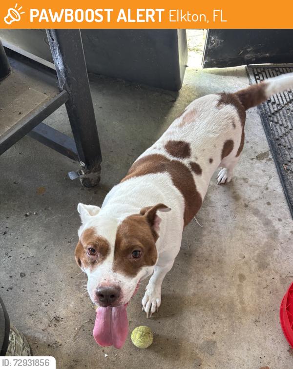 Found/Stray Female Dog last seen Brough Road, Elkton, FL 32033