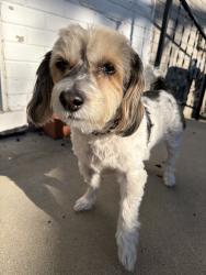 Reunited Male Dog last seen Hayes Ave, Eastpointe, MI 48021, USA, Eastpointe, MI 48021