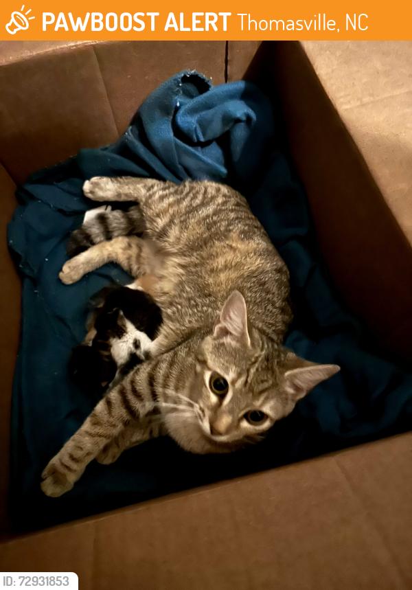 Found/Stray Female Cat last seen Next to the Dollar General in Thomasville, Thomasville, NC 27360