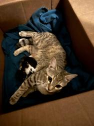 Found/Stray Female Cat last seen Next to the Dollar General in Thomasville, Thomasville, NC 27360