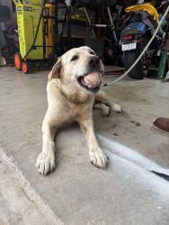 Reunited Male Dog last seen Tehama ridge parkway and presido vista drive , Fort Worth, TX 76177