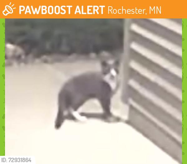 Found/Stray Unknown Cat last seen Stoney Creek ln nw, Rochester, MN 55901