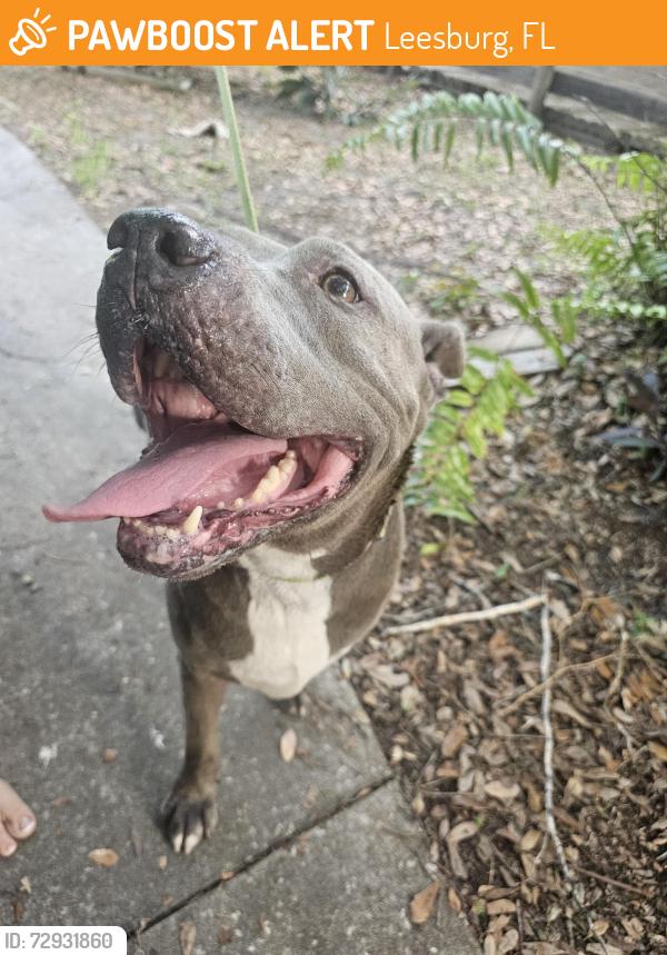 Found/Stray Female Dog last seen Edgewood Ave, dead end side, Leesburg, FL 34748