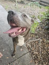 Found/Stray Female Dog last seen Edgewood Ave, dead end side, Leesburg, FL 34748