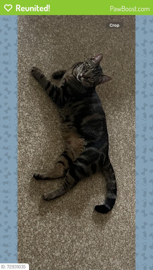 Reunited Male Cat last seen Neighborhood between broadway and st francis on 55th street, Wichita, KS 67216