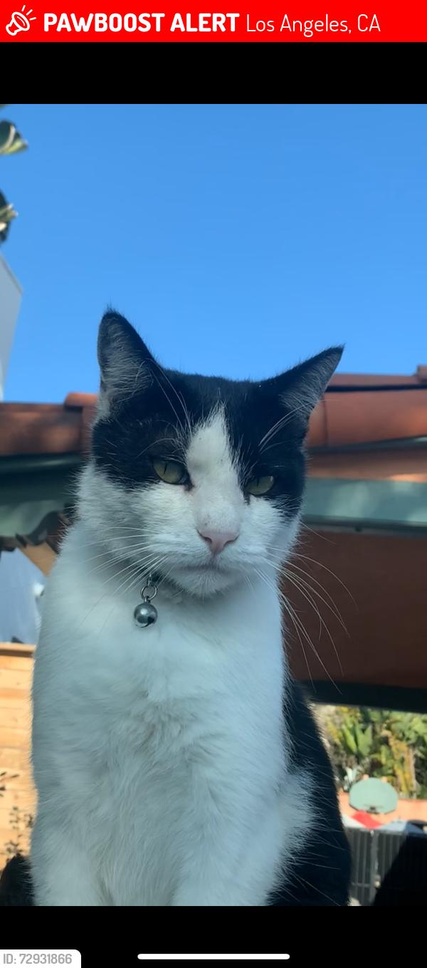 Lost Male Cat last seen Tennessee ave, Los Angeles, CA 90064