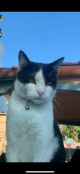 Lost Male Cat last seen Tennessee ave, Los Angeles, CA 90064