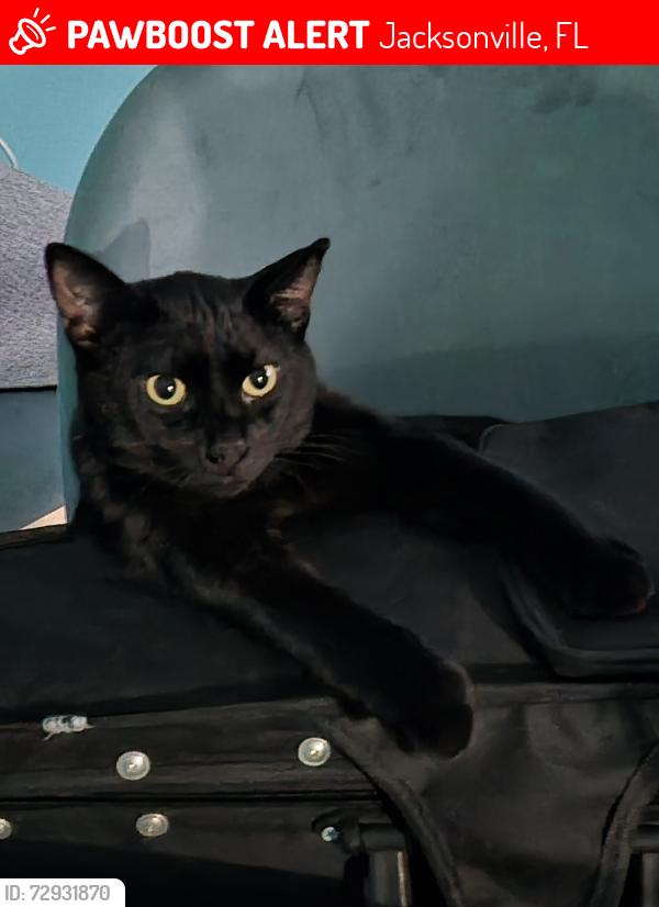 Lost Male Cat last seen Lew Brantley Park/ kinkaid road, Jacksonville, FL 32244