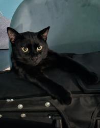 Lost Male Cat last seen Lew Brantley Park/ kinkaid road, Jacksonville, FL 32244
