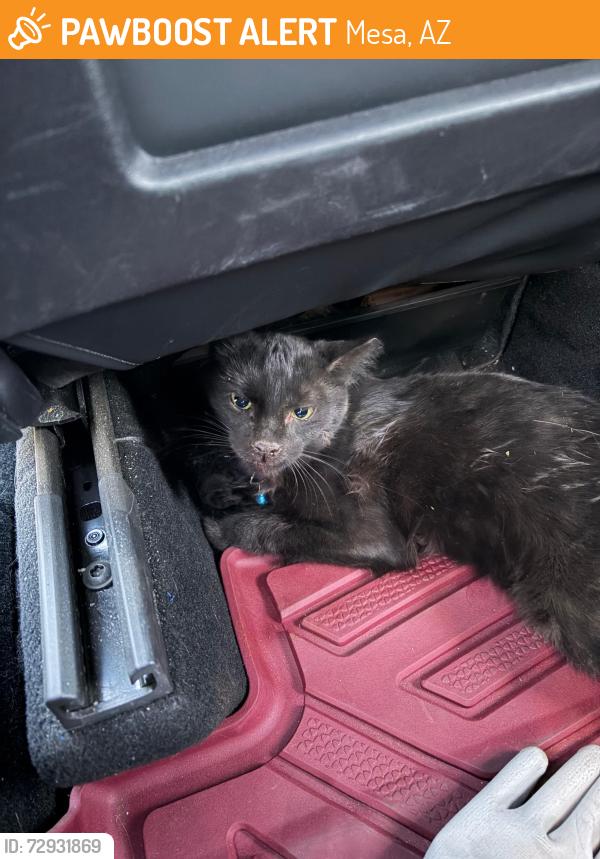 Found/Stray Unknown Cat last seen Near South 56th Street, Mesa, AZ 85206